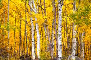 Aspens along Silver Lake-0424